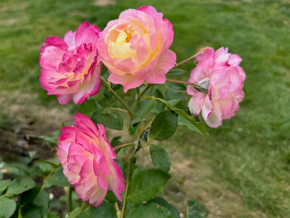 Rosa 'Olivia Rose Austin' (Olivia Rose Austin English Rose